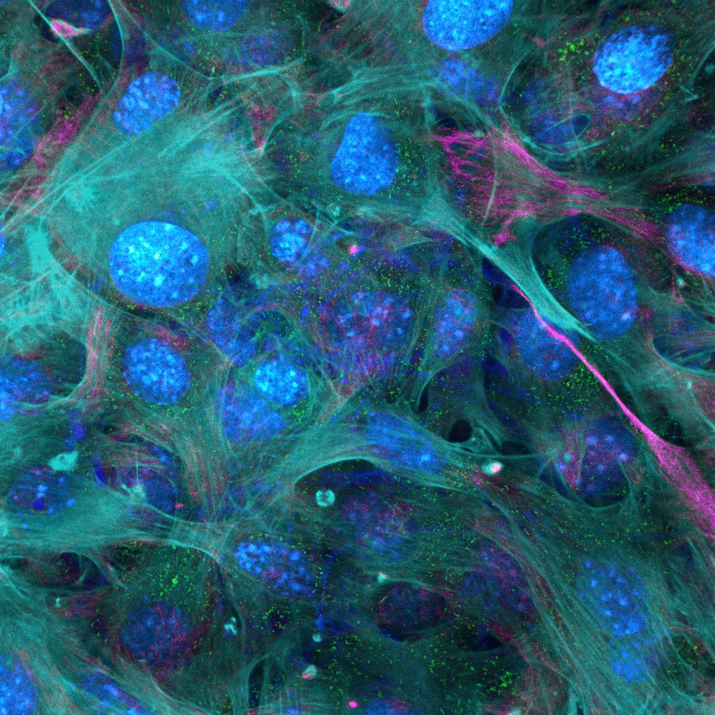 6C_FIb 60xOil Airy1p2_A01_G008_0003